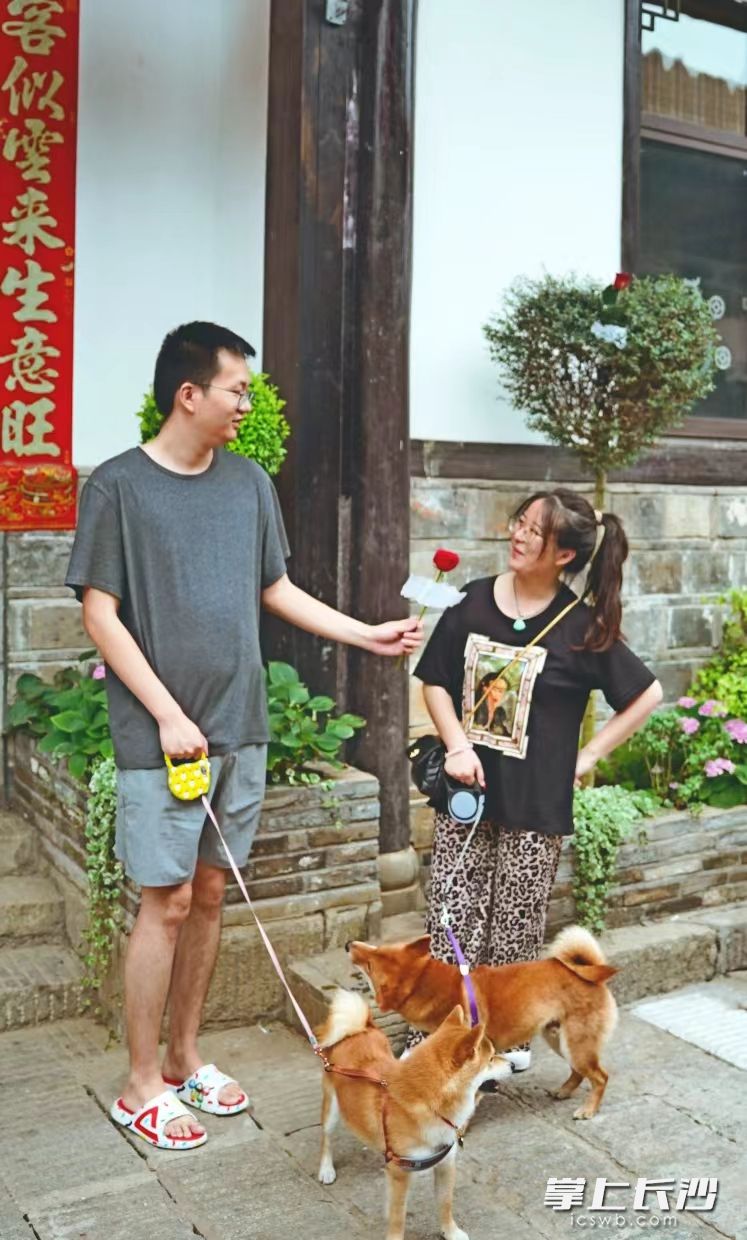 漫步在靖港街头的游客偶遇玫瑰，可以取下来带走或送给最想送的人。 均为长沙晚报全媒体记者朱华、通讯员何文滔摄
