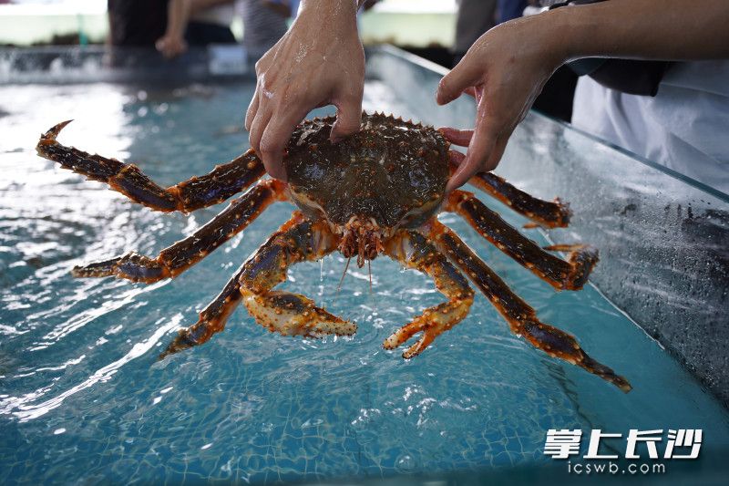 来自世界各地的生猛海鲜可以一站式购齐。