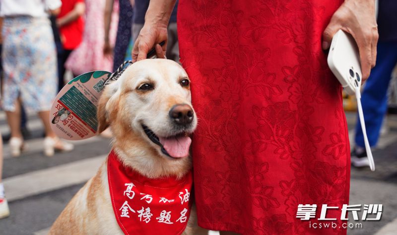 一位考生家长带着自己的爱宠，为其系上“高考加油”的围巾，给女儿加油打气。 