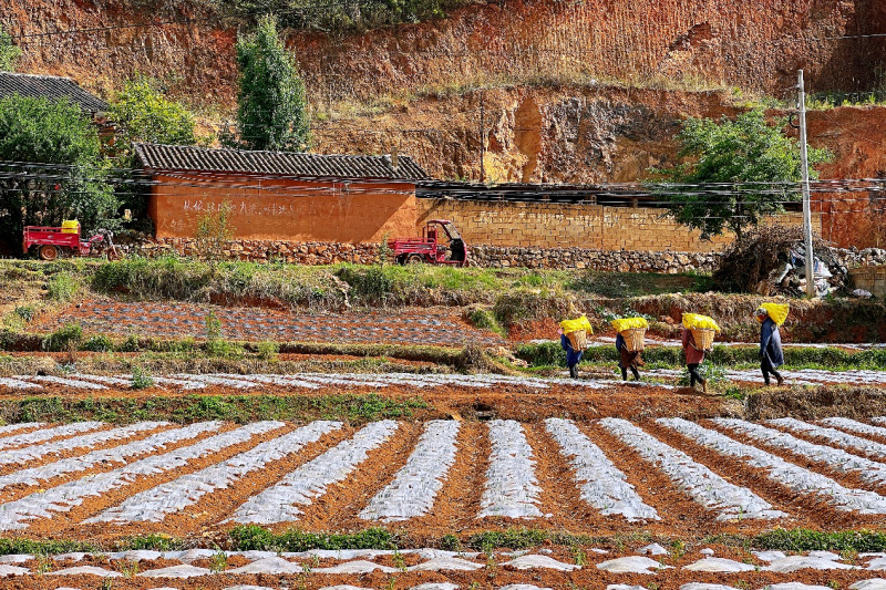 ▲　 临近傍晚，丰收的洋芋陆续被薯农背上小三轮，即将奔向加工厂。孟云归▕摄