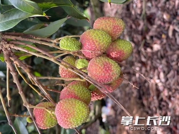 ▲海南妃子笑荔枝果大核小，肉厚质脆，晶莹透明，清香酸甜。（花生丨摄）