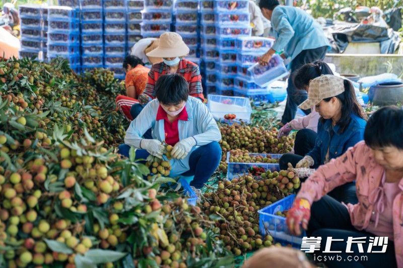 ▲工人们正在分拣刚摘下来的妃子笑荔枝。打包后，这些荔枝将借助拼多多端上各地消费者的餐桌。（花生丨摄）