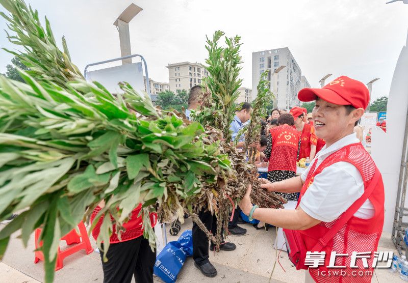 为居民朋友送艾叶。