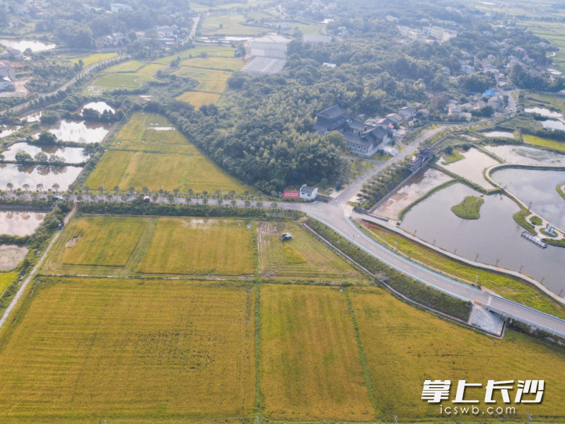 茶亭三万余亩早稻迎丰收。  长沙晚报通讯员 梁咏琪 供图