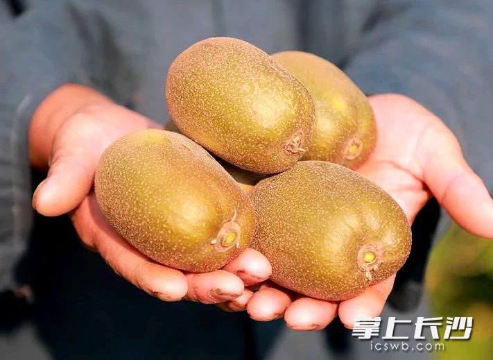 今日，位于望城黑麋峰上的猕猴桃开采。均为长沙晚报通讯员 黄卓鹏 摄