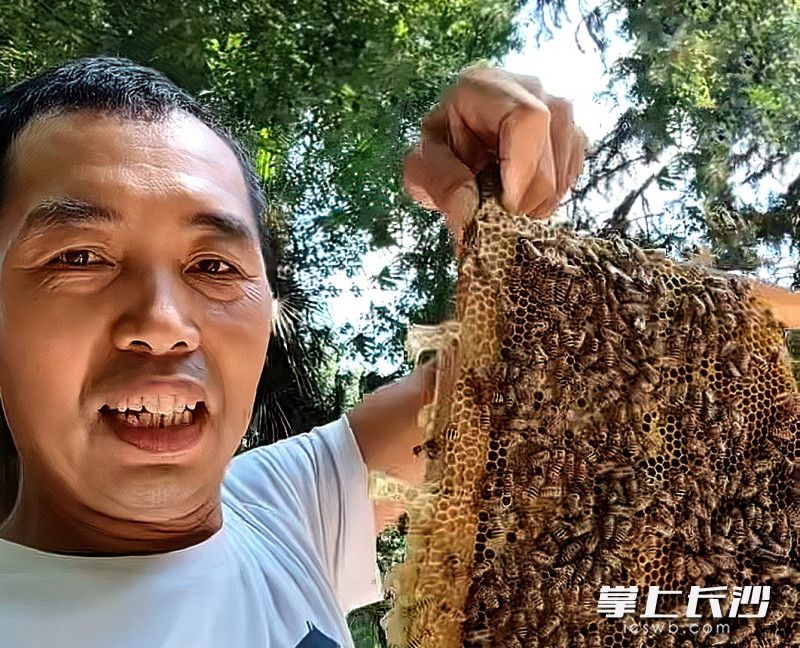 经过10多年的辛勤打拼，卢先锋如今成了道林镇的养蜂大户。均为长沙晚报全媒体记者 贺文兵 摄