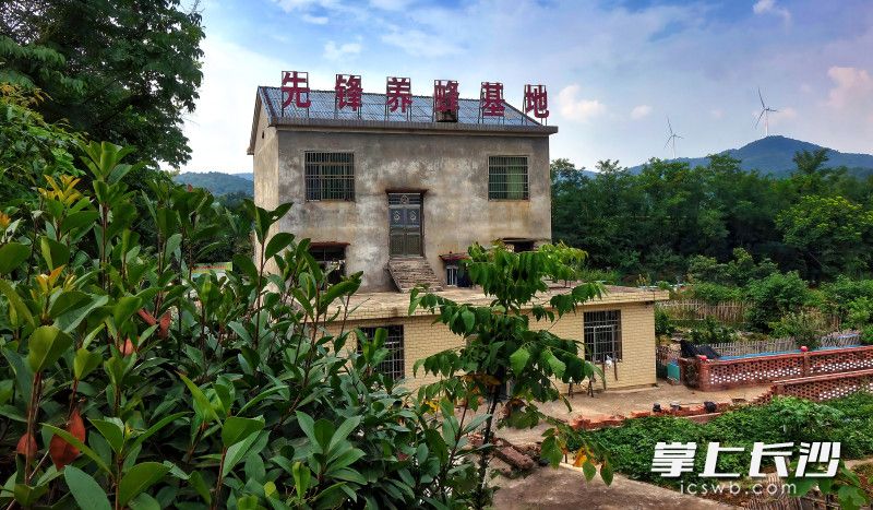 卢先锋的养蜂基地。