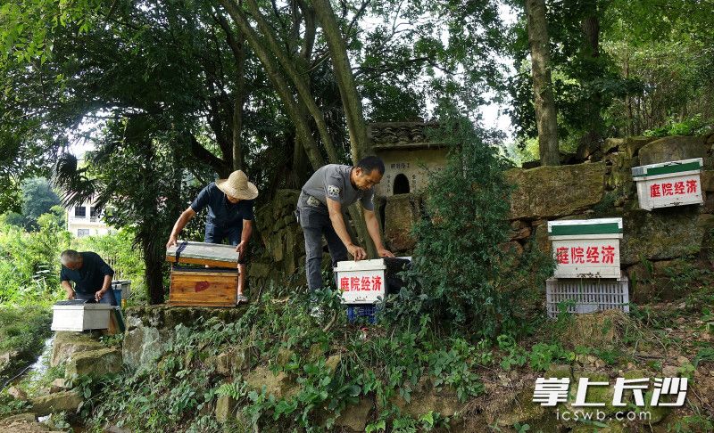 卢先锋带动村民在房前屋后养蜂，发展庭院经济。
