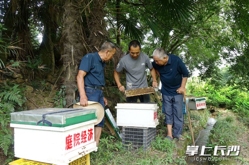 卢先锋（中）在养蜂家查看产蜜情况。