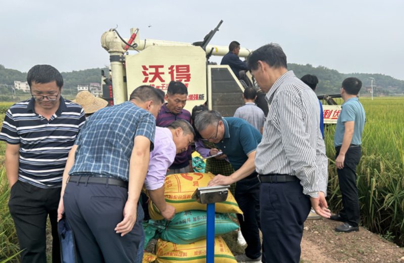 专家组在湖南多地对低镉臻两优开展测产。 长沙晚报通讯员 刘馨鸿 供图 专家组在湖南多地对低镉臻两优开展测产。 长沙晚报通讯员 刘馨鸿 供图