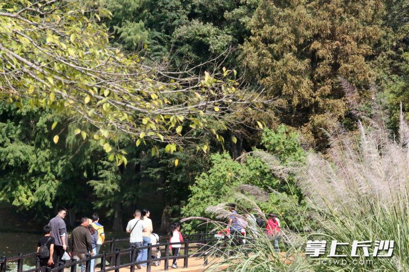 均为长沙晚报全媒体记者贺文兵摄