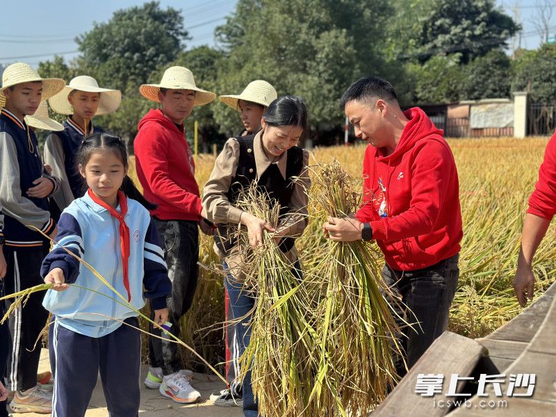 今天上午，开福区清水塘实验学校举行第二届丰收节，师生和家长割稻禾、打稻谷，感受丰收喜悦。均为长沙晚报全媒体记者 舒文 摄