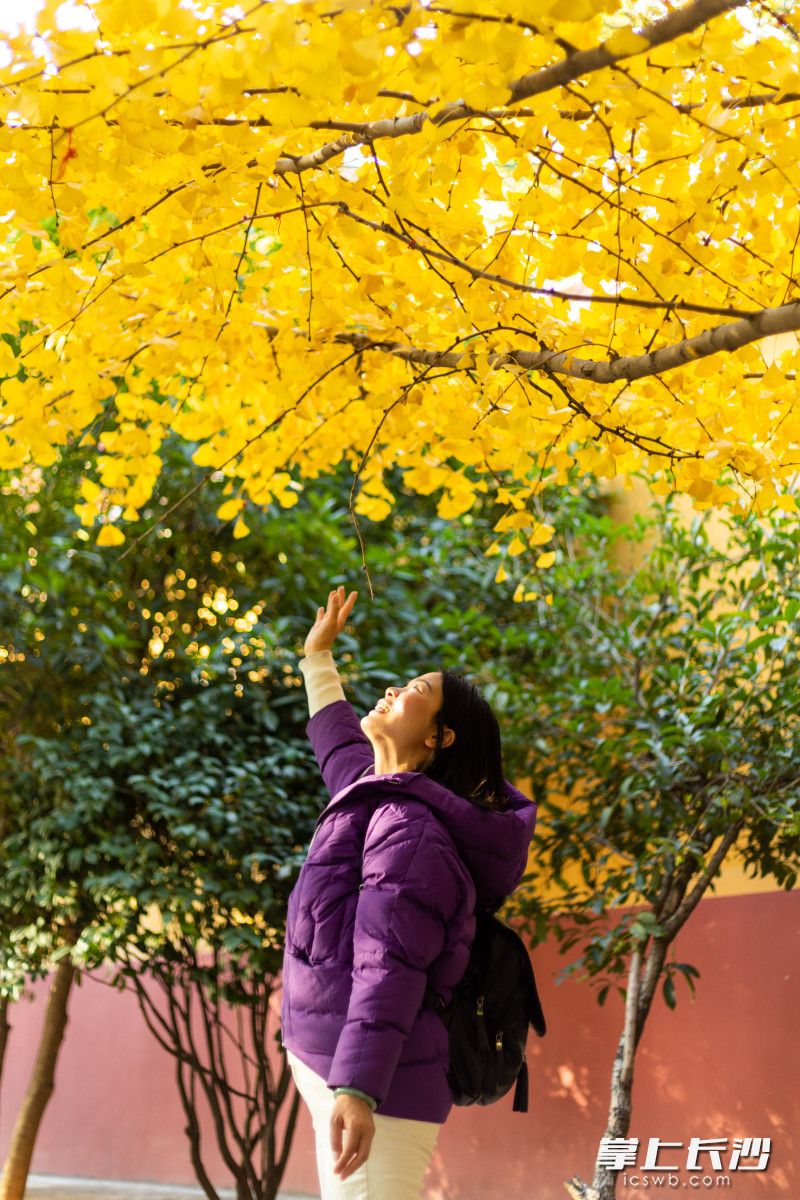 开福古寺的银杏在冬日暖阳照射下金黄夺目。均为长沙晚报全媒体记者 董阳 摄