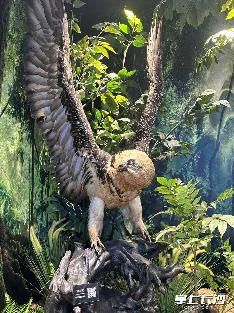 胡兀鹫非常珍贵，被《世界自然保护联盟濒危物种红色名录》列为近危。