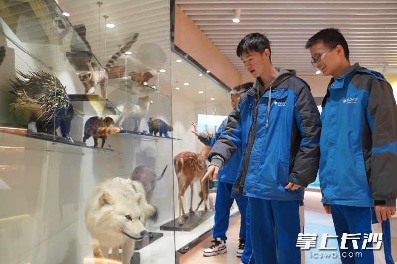 湖南师大附中全新升级后的标本馆即将开馆，图为学生代表在参观。均为长沙晚报全媒体记者 刘晓敏 舒文 摄影报道