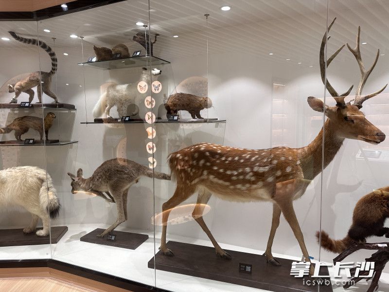 学校标本馆陈列的标本种类有800多种。