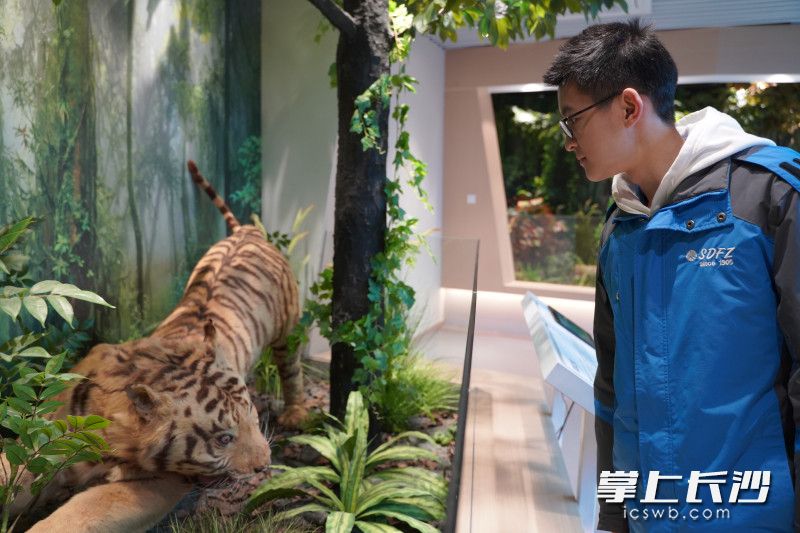 这只老虎标本是岳麓山最后一只小老虎。