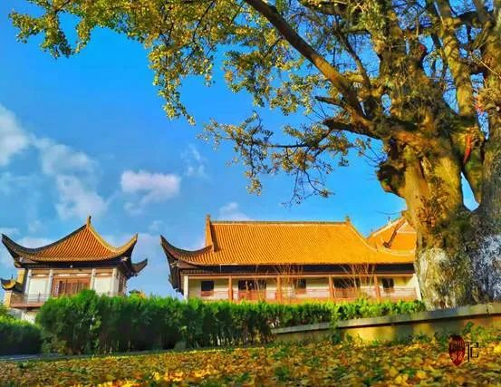 唐朝宰相裴休在宁乡密印寺种了一棵银杏树，美了千年。杨跃清摄