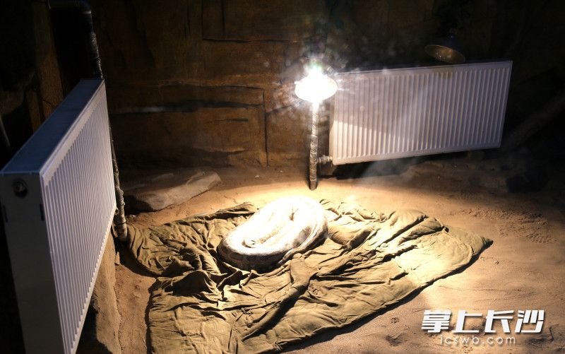 长沙生态动物园采取系列举措，让动物们过“暖冬”。均为长沙晚报全媒体记者 贺文兵 摄