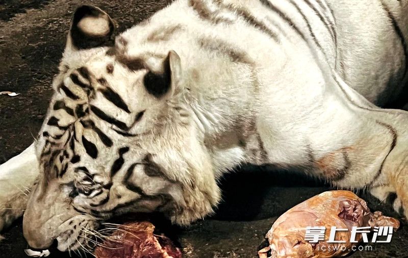 过5周岁生日的老虎“秀秀”在大口吃啃肉。均为长沙晚报全媒体记者 贺文兵 通讯员 谭思敏 摄影报道
