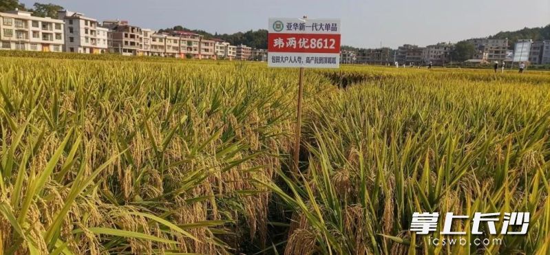 隆平高科培育的玮两优8612被确认为超级稻。 企业供图