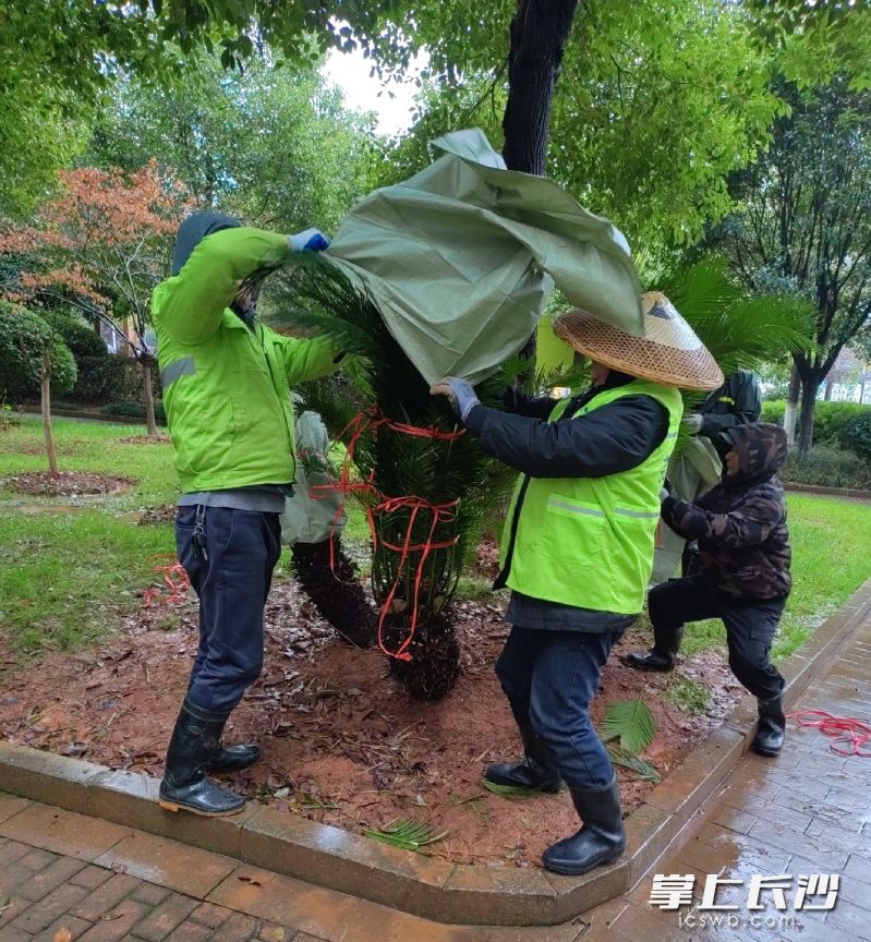 园林工人对植物采取保暖措施。