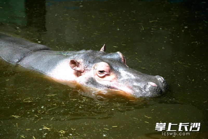 河马泡上了恒温“泳池”。