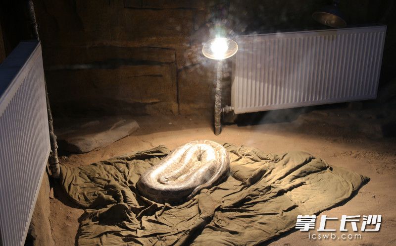 黄金蟒用上了地暖。