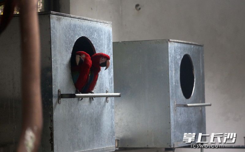 鸟儿住进了保暖箱。