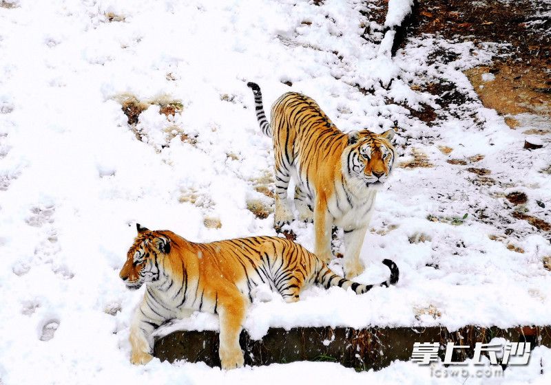 东北虎在雪地撒欢。
