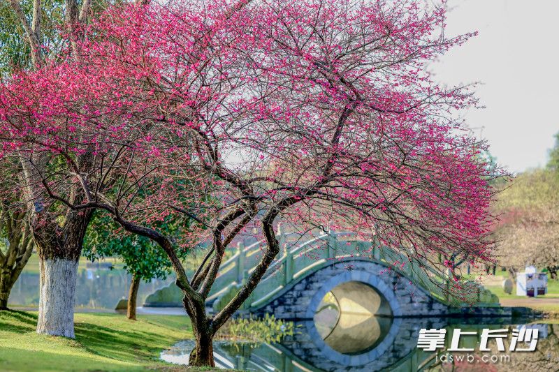 橘子洲梅园，梅花在枝头竞相绽放。 图片均为 王萍 陈飞 摄