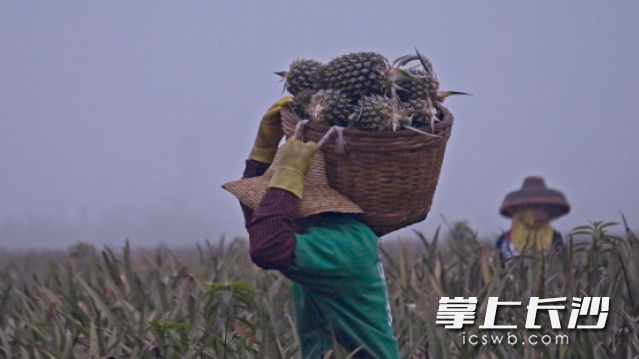 徐闻菠萝迎来大丰收，果农们忙得不亦乐乎。 摄影|沈钊
