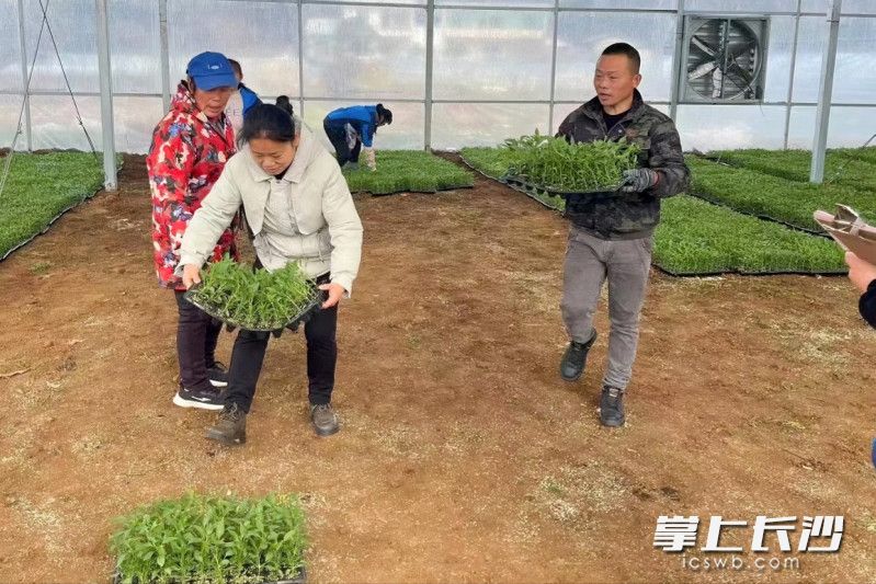 村民领取辣椒苗。