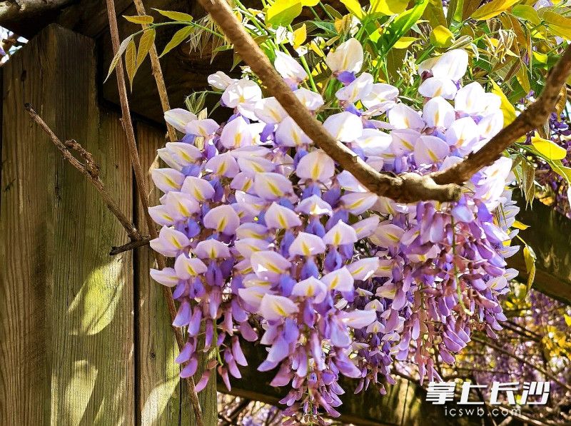 紫藤花