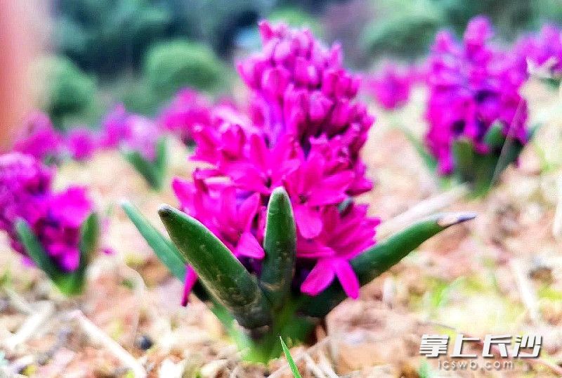 风信子