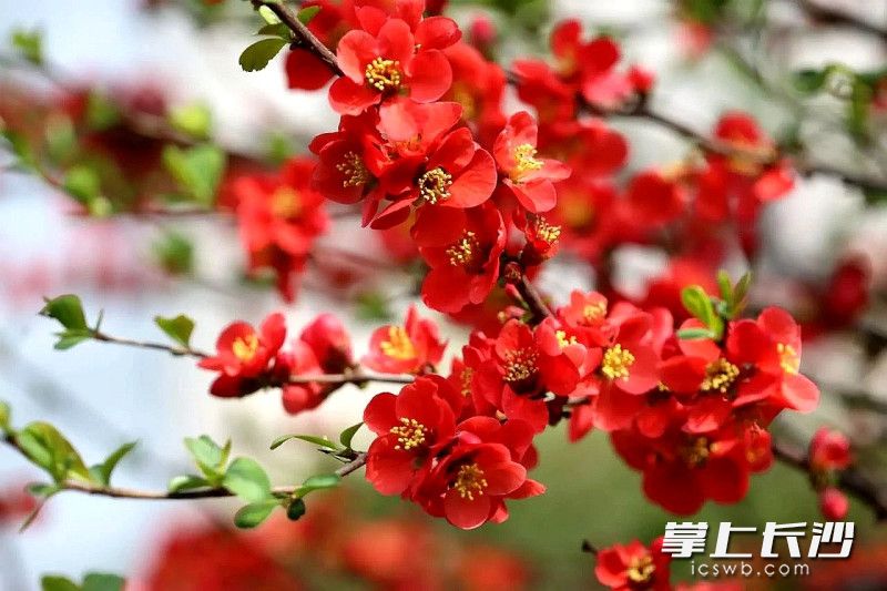 长沙园林生态园海棠花开。均为长沙晚报全媒体记者贺文兵、通讯员莫艳玲摄