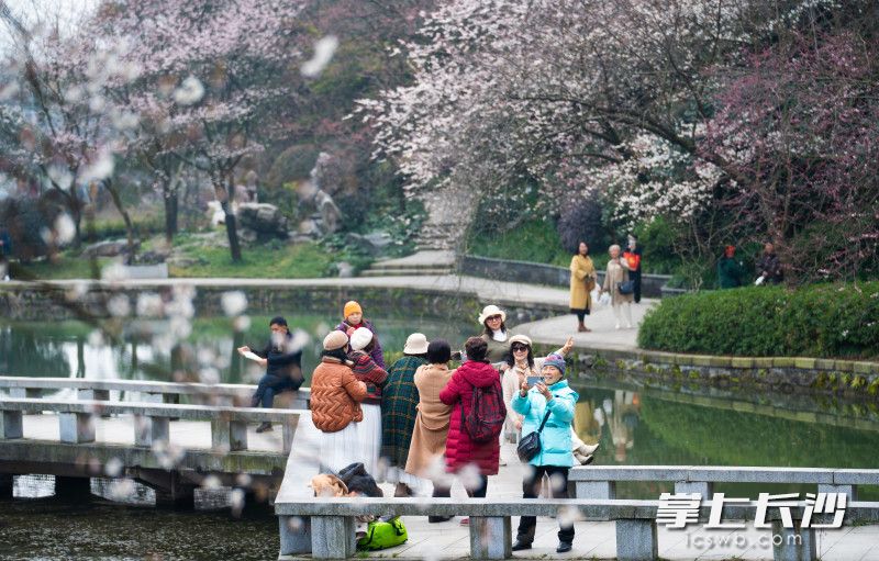 游客们在公园里与洁白的樱花合影。  均为长沙晚报全媒体记者邹麟摄