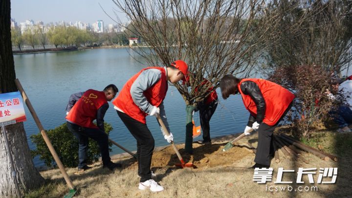 年嘉湖畔，大家齐动手栽下片片新绿。