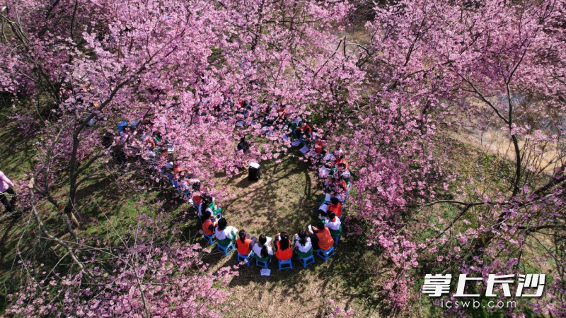 孩子们席地而坐，开启樱花树下的沉浸式体验课程。均为长沙晚报通讯员 左庆 摄