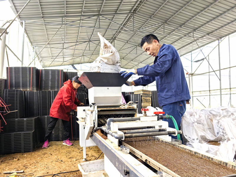 在长沙县黄花镇的湖南星稷香粮业开发有限公司育秧大棚内，智能育秧流水线马力全开，装基质、洒谷种、浇润水、覆表土，最后送至育秧暗室进行催芽，全流程只需8名工作人员操作即可完成。 长沙晚报通讯员 邬振 摄