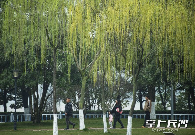 游人们漫步在橘子洲的杨柳下。均为长沙晚报全媒体记者 郭雨滴 摄