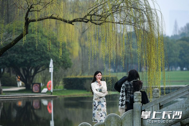 游客在橘子洲与春天合影。