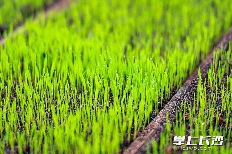 育秧大棚内，平铺在地的育秧盘满眼新绿、青翠欲滴。均为长沙晚报通讯员 邹晨虎 摄