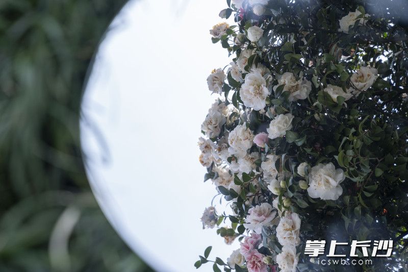 长沙火车站山茶花。长沙晚报全媒体记者 周数邑 实习生 欧阳潇潇 摄影报道