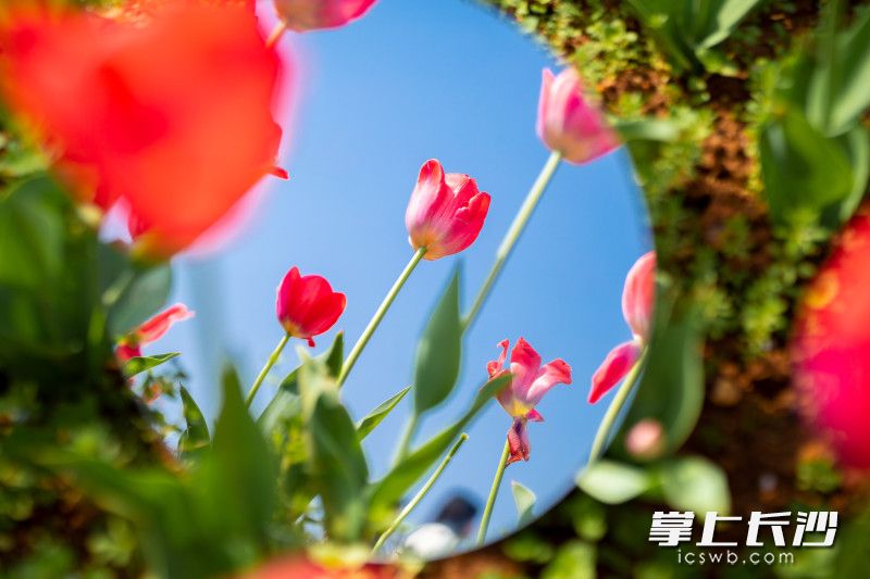 湖南省植物园郁金香。长沙晚报全媒体记者 邓迪 摄