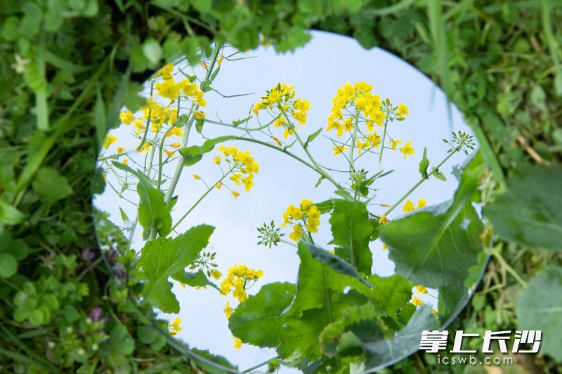 江背镇五福村油菜花。长沙晚报全媒体记者 林暘 摄