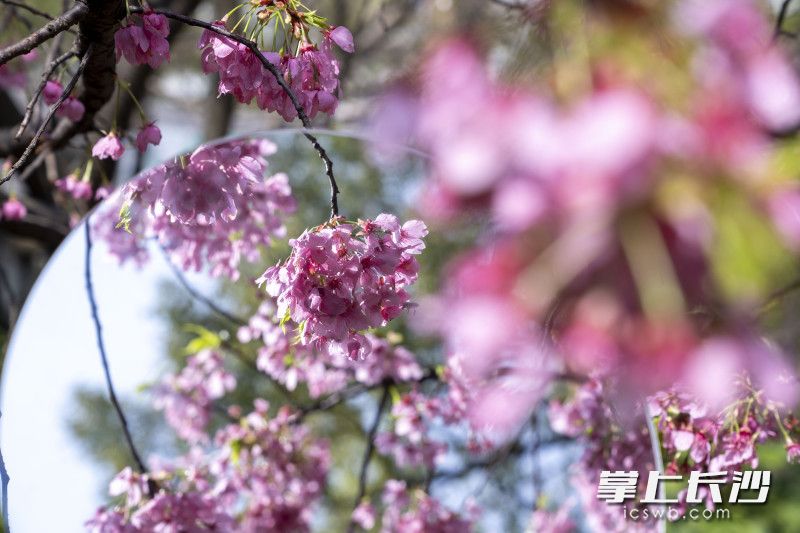 晓园公园樱花。长沙晚报全媒体记者 周数邑 实习生 欧阳潇潇 摄影报道