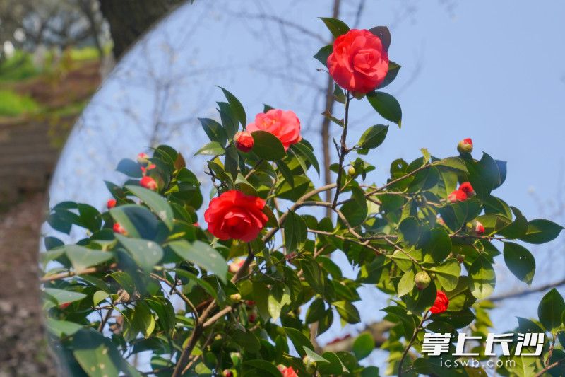 湖南省植物园山茶花。长沙晚报全媒体记者 王珊琪 摄