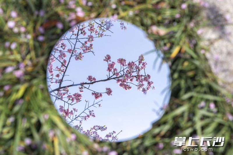 晓园公园樱花。长沙晚报全媒体记者 周数邑 实习生 欧阳潇潇 摄影报道