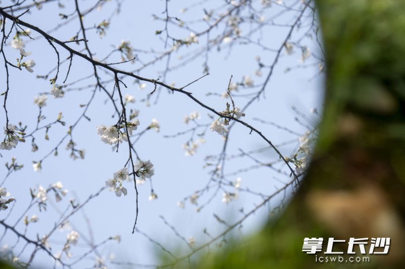 晓园公园樱花。长沙晚报全媒体记者 周数邑 实习生 欧阳潇潇 摄影报道